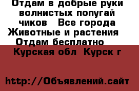 Отдам в добрые руки волнистых попугай.чиков - Все города Животные и растения » Отдам бесплатно   . Курская обл.,Курск г.